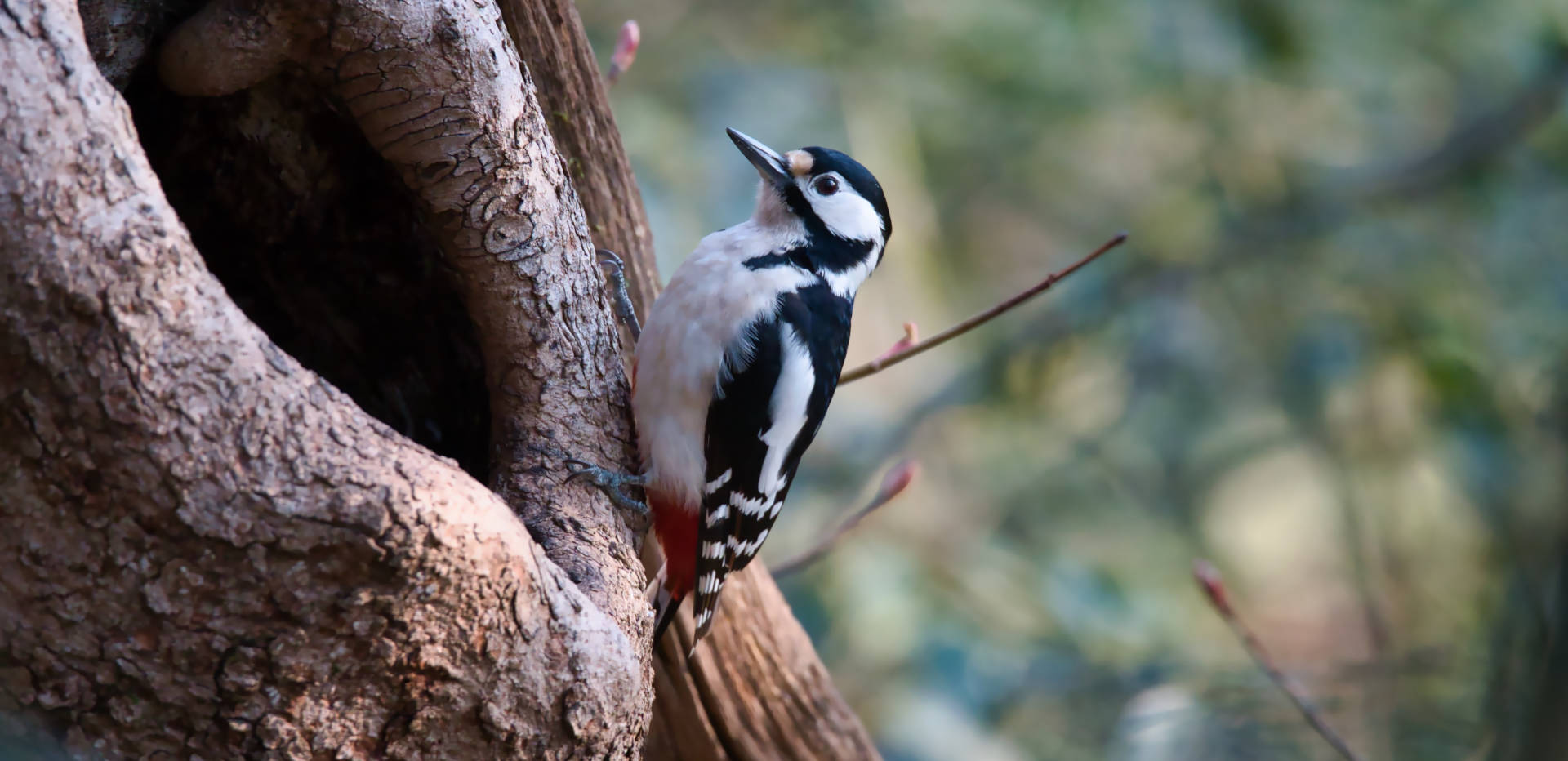 image from Biodiversität